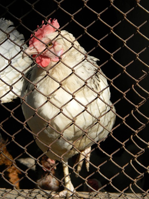 不仅增强了 不仅增强了