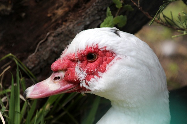 冰雪运动积 冰雪运动积